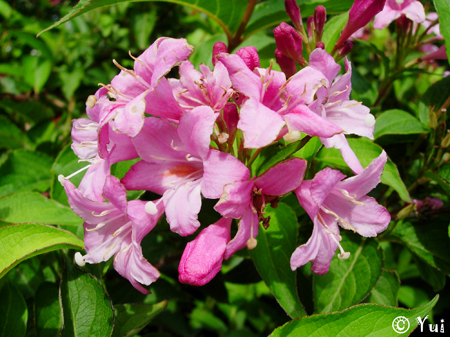 DSCN9242