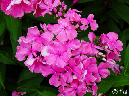 DSCN9071