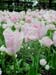 DSCN0363