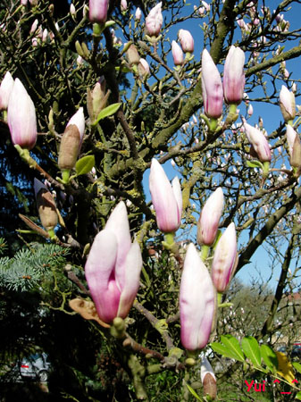 Magnolia1