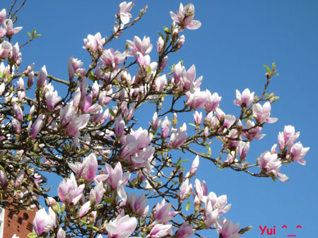 Magnolia10