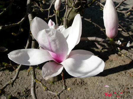 Magnolia5