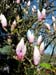 Magnolia1
