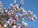 Magnolia10