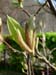 Magnolia13