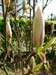 Magnolia14
