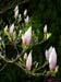 Magnolia17