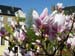 Magnolia3