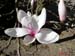 Magnolia5