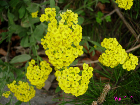 DSCN9321