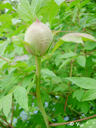 DSCN0603
