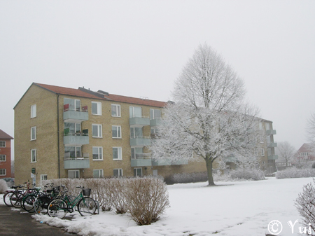 Snow11_1