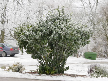 Snow22