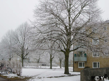snow08