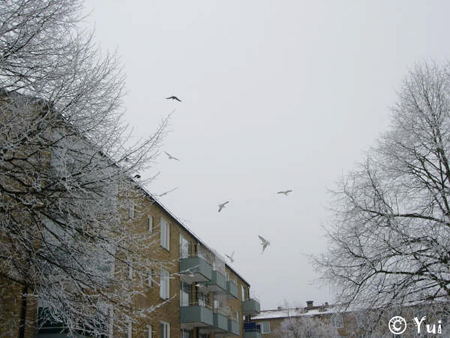 snow11