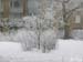 Snow25