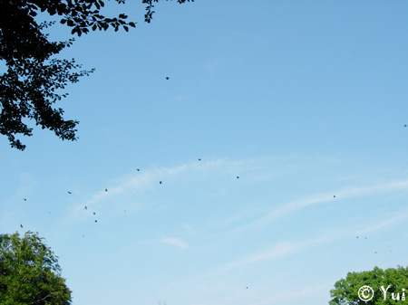 DSCN8016
