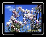 DSCN3324 * Magnolia! So beautiful! * 2560 x 1920 * (2.39MB)
