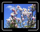 DSCN3325 * Magnolia * 2560 x 1920 * (2.81MB)