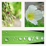 After_the_rain02