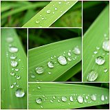 After_the_rain10