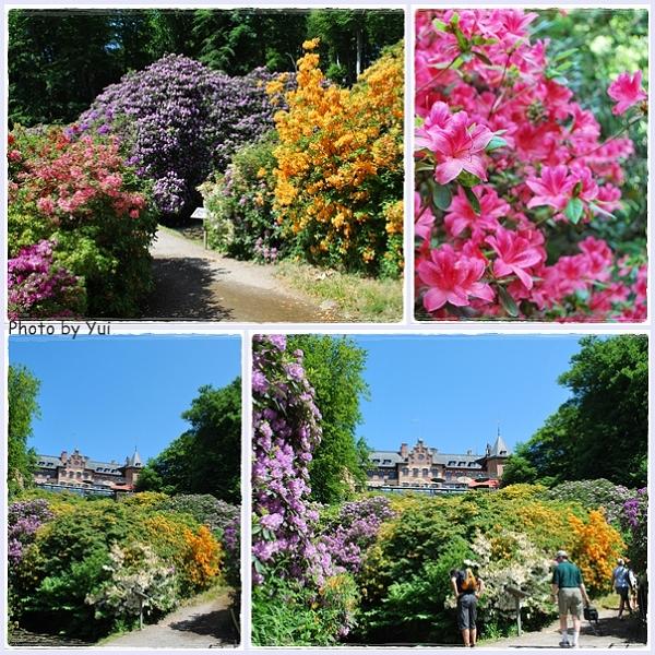SummerTrip11.jpg - เค้าเก็บมารวมไว้ที่นี่... ตระกูลเดียวกัน แต่ว่า สีสัน รูปแบบ สวยงามไม่เหมือนกัน