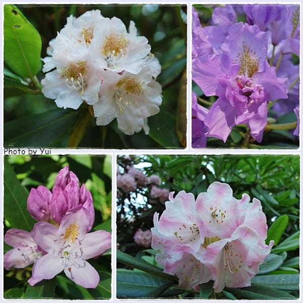 SummerTrip12.jpg - เค้าเรียกว่า ดอก Rododendron