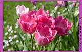 Botan28042008_033