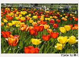 Botan28042008_034
