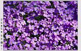 Botan28042008_035