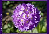 Botan28042008_036