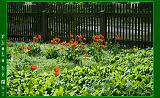 Botan28042008_037
