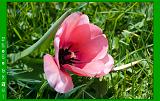 Botan28042008_039