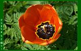 Botan28042008_040