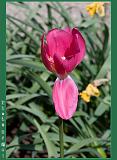 Botan28042008_041