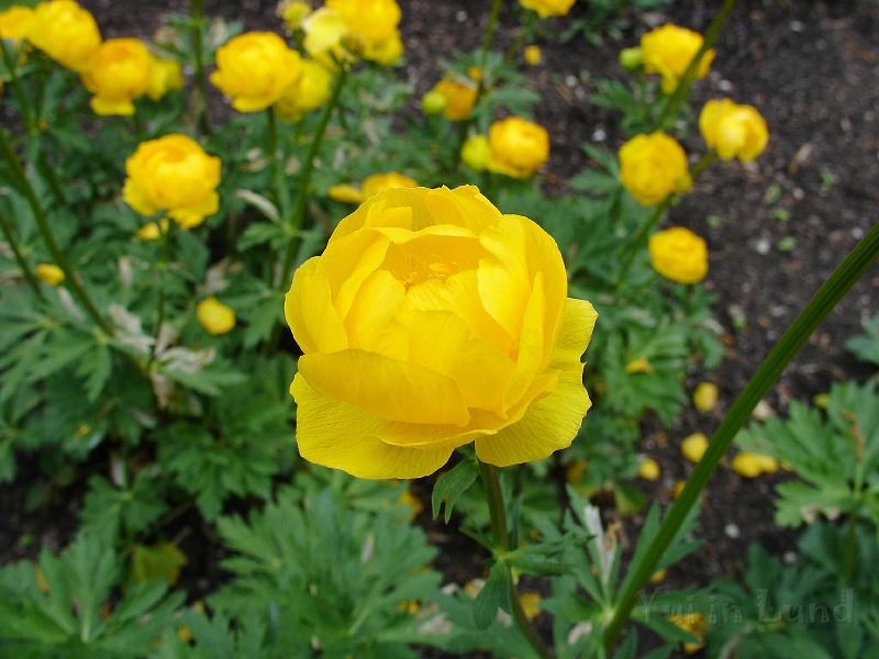 DSC03130.JPG