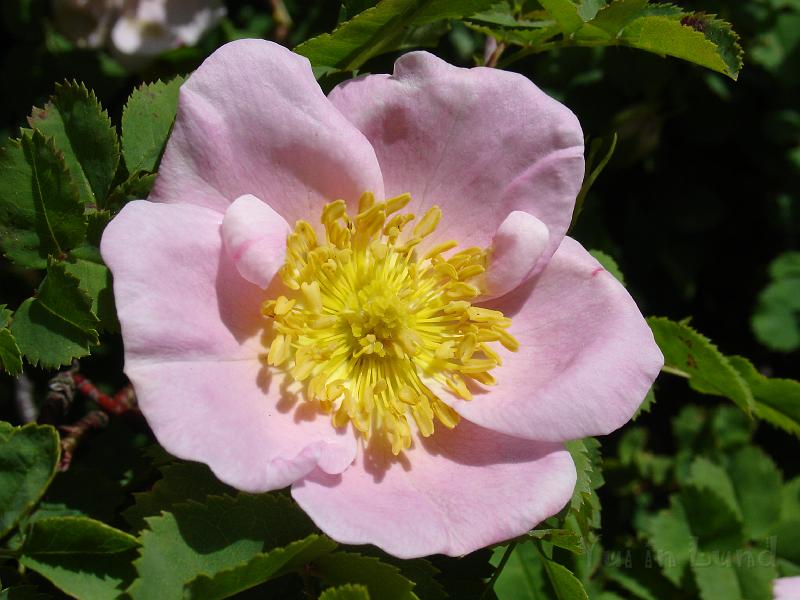 DSC03550.JPG