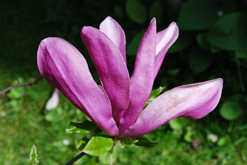 DSC_0017.JPG - สวนพฤกษศาสตร์