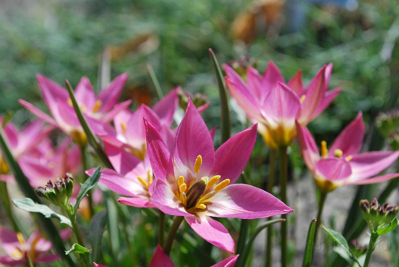DSC_0026.JPG - ดอกเก่าไปดอกใหม่มา
