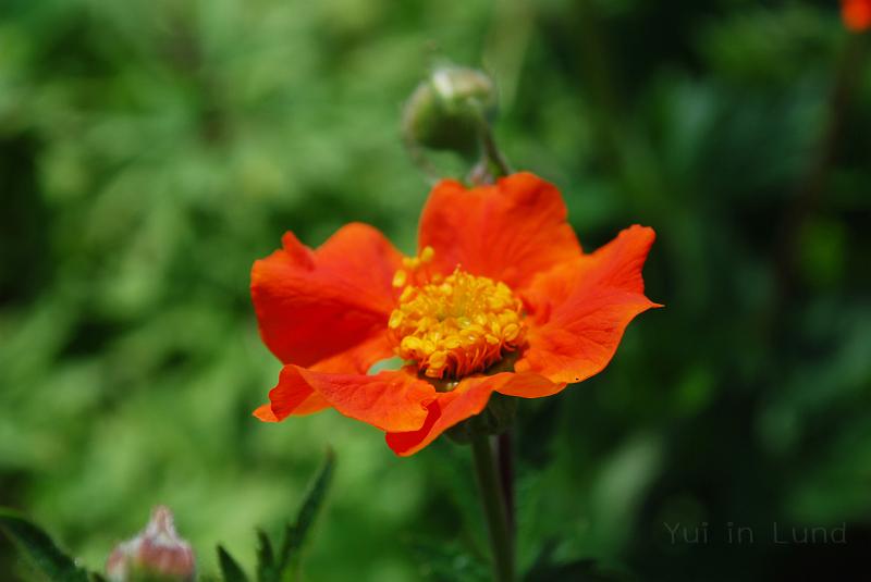 DSC_0029.JPG - มีให้ดูได้เรื่อยๆ ไม่ซ้ำแบบ