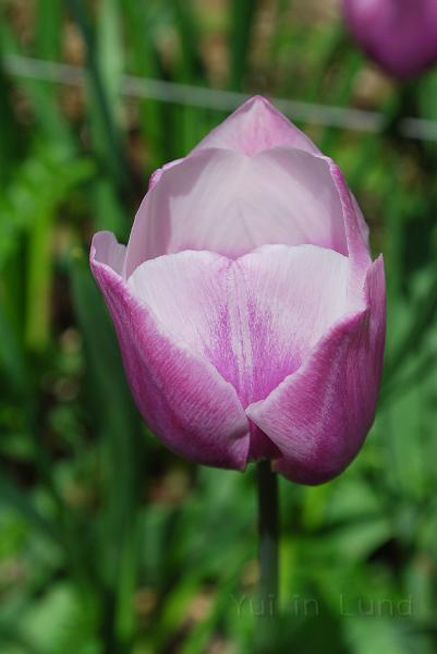DSC_0099.JPG - สวยเรียบๆ