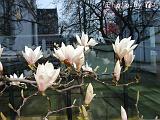 kulturen16042008_036