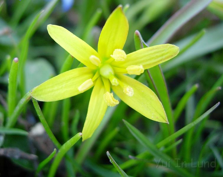 DSCN4481.JPG - Vårlök (Liliaceae)