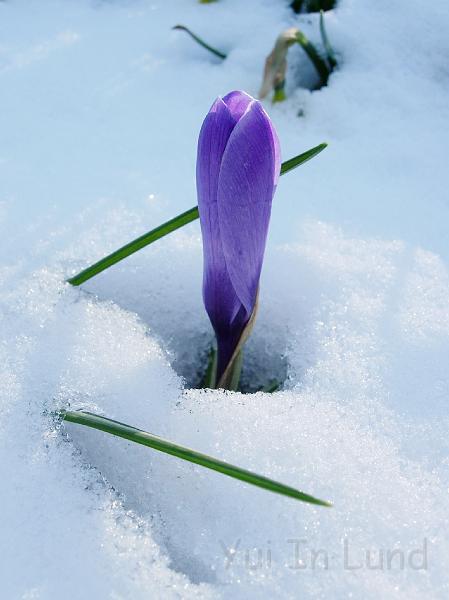 DSCN4511.JPG - Snökrokus