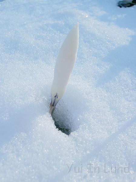 DSCN4513.JPG - Snökrokus