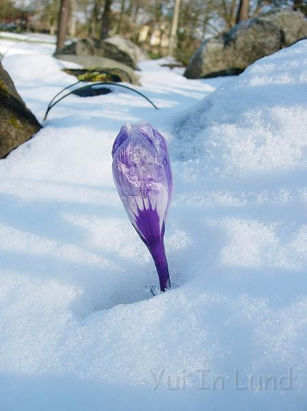 DSCN4522.JPG - Snökrokus