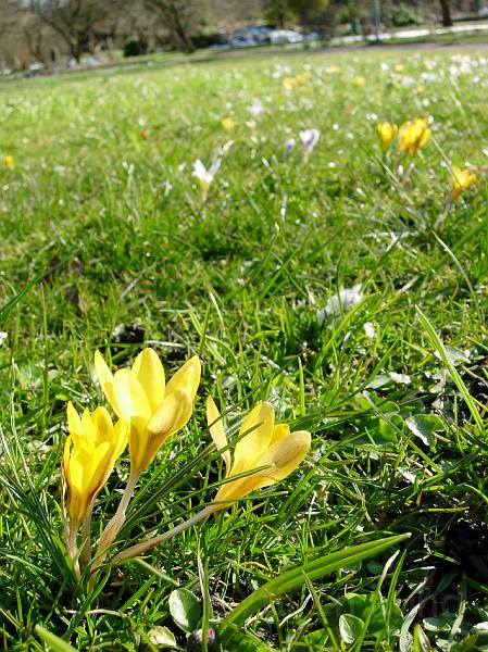 DSCN4593.JPG - Snökrokus