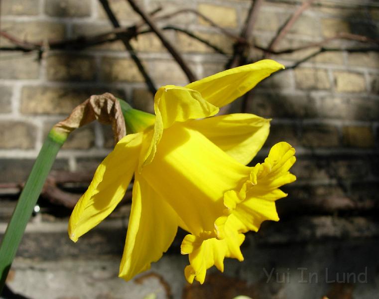 DSCN4605.JPG - Påsklilja (Amaryllidaceae)