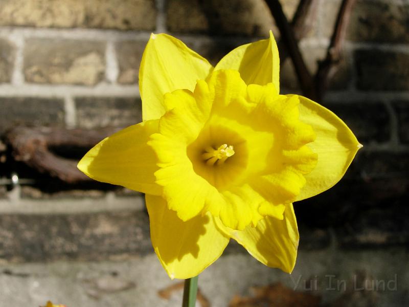 DSCN4618.JPG - Påsklilja (Amaryllidaceae)
