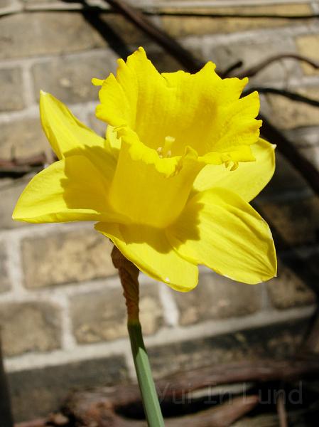 DSCN4623.JPG - Påsklilja (Amaryllidaceae)